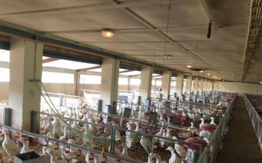 Poultry Care
